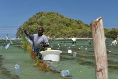 Seamoss Farmers Undergo Enhanced Training