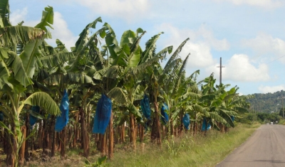 Bananas Are Back, Agriculture Minister Says