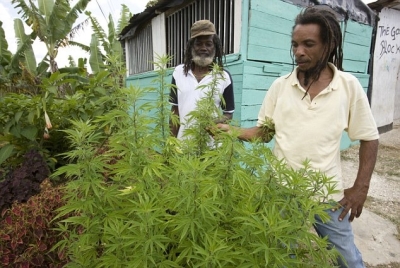 Weed Freed! Saint Lucia Calls for Unity as it Leads Cannabis Symposium