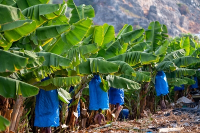 Authorities Bolster Support for Banana and Plantain Farmers Amid Hurricane Season