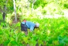 Herbal Cooperative to assist farmers