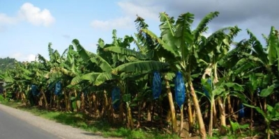 Government Addressing Banana Boxes Shortage