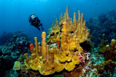 Storyboards Still Welcome for Underwater Sculpture Park