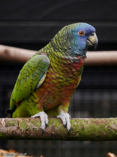 Unveiling the Enigmatic Amazona Versicolor: Little-Known Wonders of Saint Lucia&#039;s Parrot