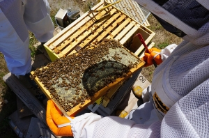 Beekeepers to be trained in First Aid Response